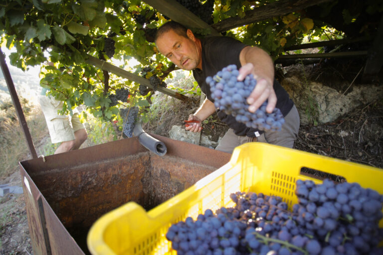 Casi 2 millones de kilos de uva tinta de la Ribeira Sacra quedaron sin vendimiar, según el SLG