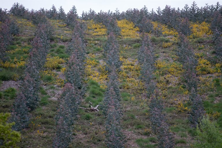 El BNG propone prorrogar hasta el 2030 la moratoria para nuevas plantaciones de eucalipto en Galicia