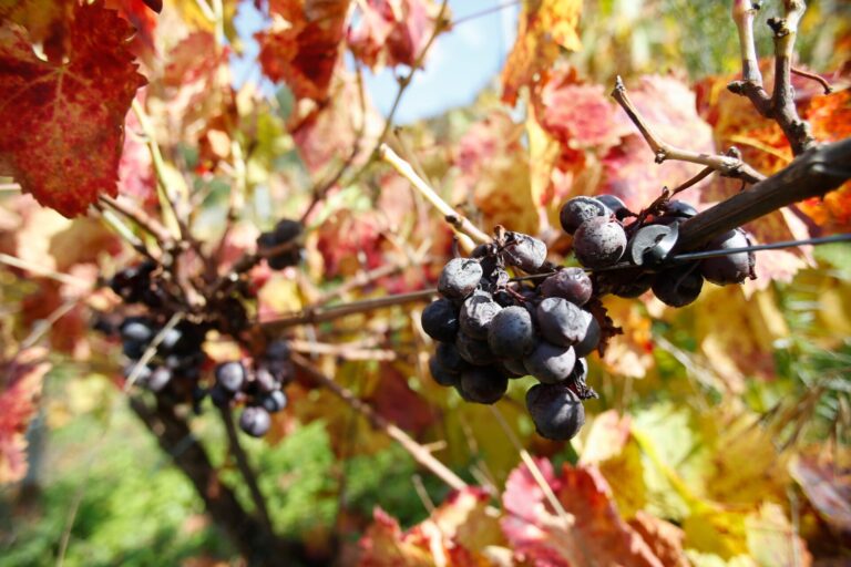 Productores de uva alertan de «un antes y un después» en la Ribeira Sacra tras no recogerse 2 millones de kilos