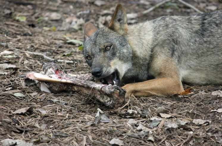 La Xunta «seguirá defendiendo» a afectados por daños del lobo, pero dice que el Gobierno «debe solucionar la situación»