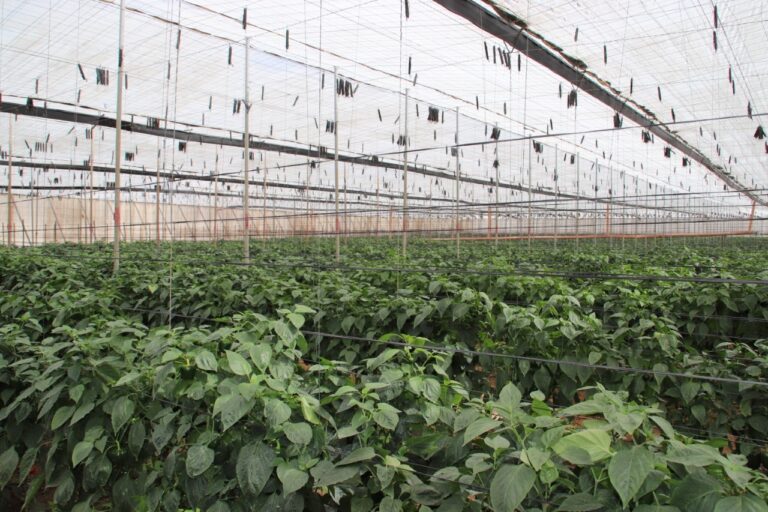 Rural.- El Gobierno aprueba el plan de seguros agrarios para 2025 dotado con 315 millones, un 10,7% más