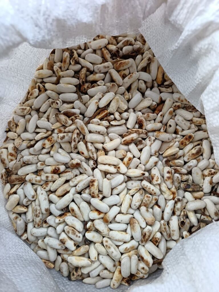 Rural.- El sector productor de haba de A Mariña demanda apoyo para «salvar» una campaña «desastrosa»