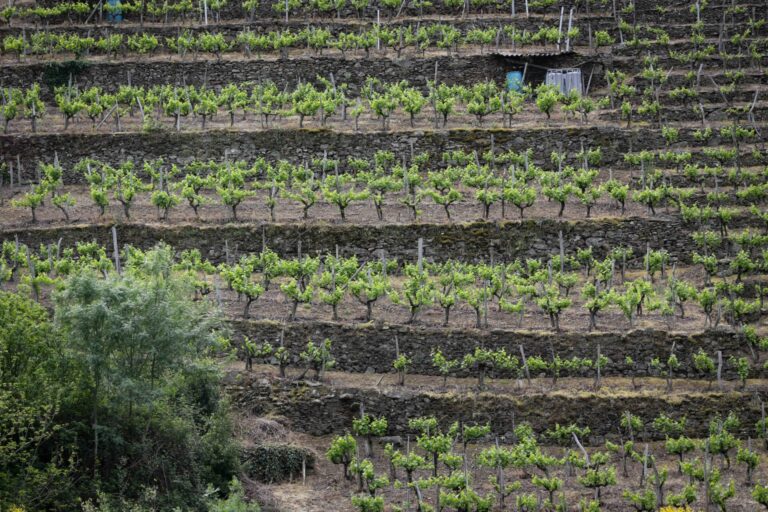 La Asociación Galega de Viticultura tilda de «cosmética» las ayudas para mantener el paisaje de la Ribeira Sacra