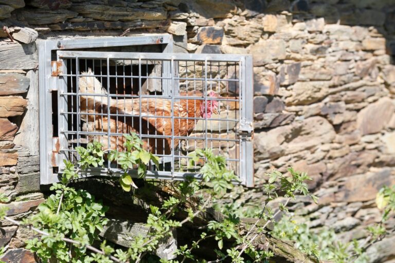 Agricultura declara el riesgo alto por gripe aviar y encierra las aves de corral de 7 ayuntamientos galllegos