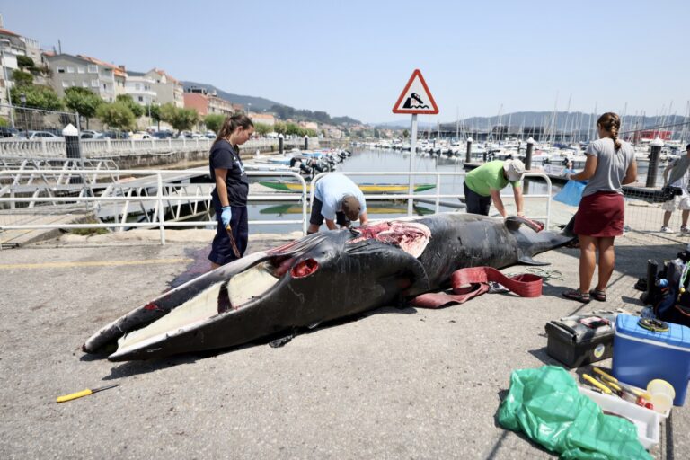 La Xunta apunta al aumento de temperatura y la densidad de cetáceos en zonas de pesca como causa del alza de varamientos