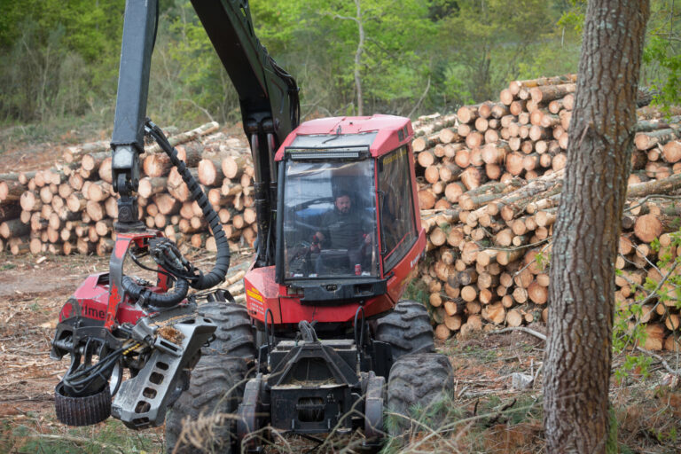 Las cortas forestales caen por debajo de las 100.000 por primera vez en un lustro al bajar un 13,6% en 2023