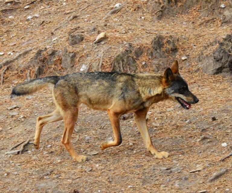 Galicia autoriza el control del lobo en casos de daños, pero mantiene su caza prohibida con carácter general