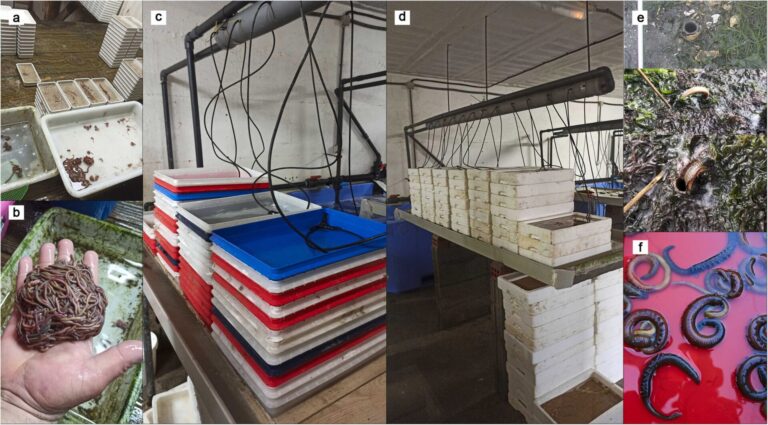 Pesca.- Investigadores de la UDC publican el primer estudio sobre la pesca de poliquetos en Galicia