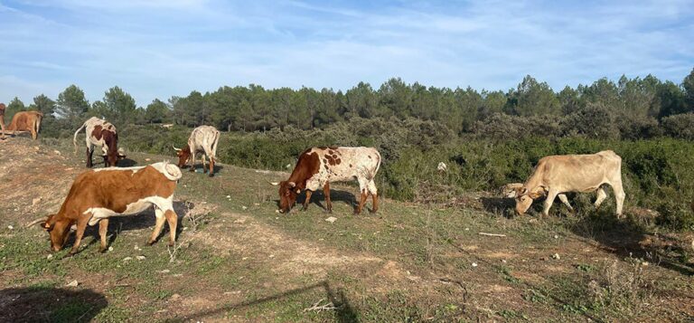 Consello.- La Xunta amplía hasta el 15 de mayo el plazo para solicitar las ayudas de la PAC