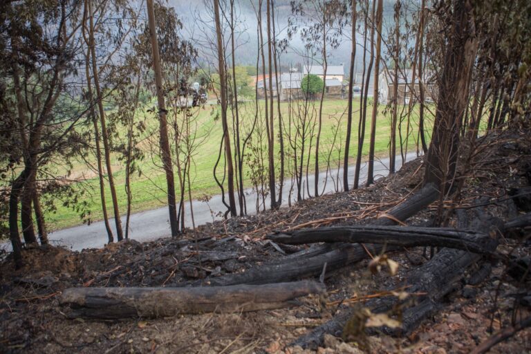 Organizaciones de la cadena de la madera y ecologistas piden ampliar la moratoria del eucalipto hasta 2030