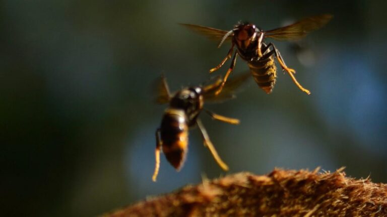 Investigadores gallegos desarrollan un modelo matemático y un software para predecir la expansión de la avispa velutina