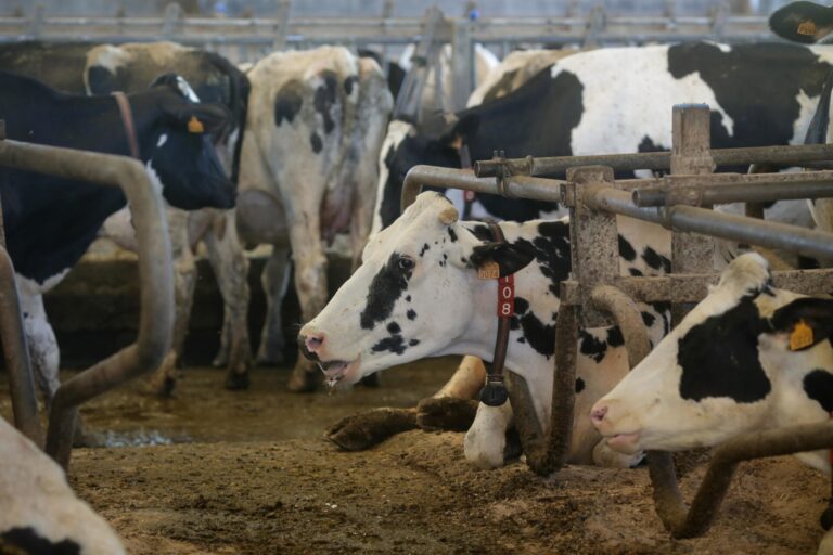 Ligero repunte del precio de la leche en marzo en Galicia, insuficiente para abandonar la cola de comunidades
