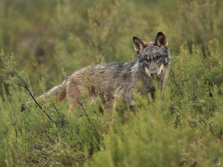 La Xunta espera que el Gobierno «tome nota» y deje la «ideología» con el lobo tras rebajar la Eurocámara la protección