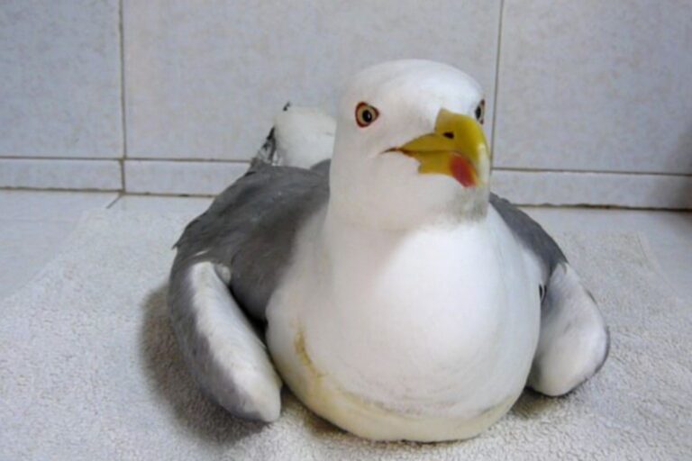 Un estudio internacional, con participación del IEO de Vigo, apunta al botulismo como causa de la parálisis en gaviotas