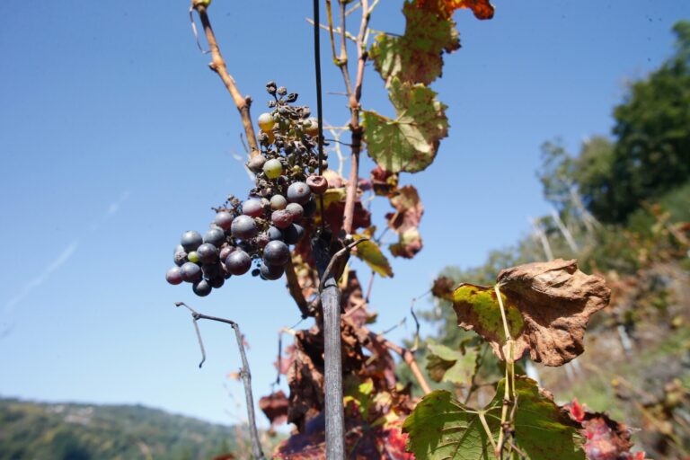 Unos 6.800 agricultores gallegos se quedan sin carnés fitosanitarios por ser fraudulentos