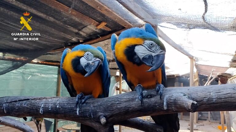 Cinco detenidos, uno de ellos en Lugo, y 18 investigados en la desarticulación de una red de tráfico de fauna protegida