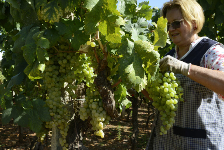 Medio Rural aprueba los cambios que permiten nuevas variedades en la DO Ribeiro