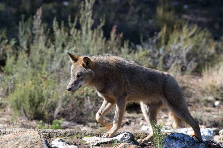 El TSXG paraliza cautelarmente el régimen de gestión del lobo aprobado por la Xunta