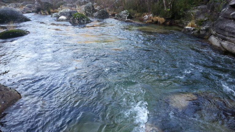 La Confederación Hidrográfica Miño-Sil recurre una sanción de la Xunta por la muerte de 40 peces en Monforte (Lugo)
