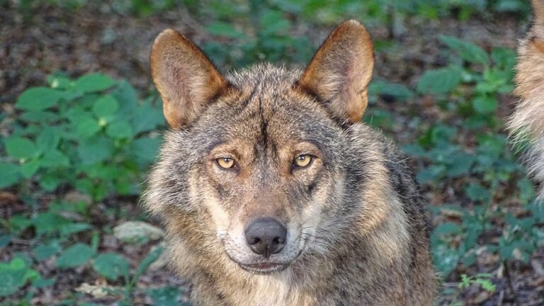 El censo del lobo cifra en 333 las manadas en España, 93 de ellas en Galicia, que las incrementa en un 9,7%