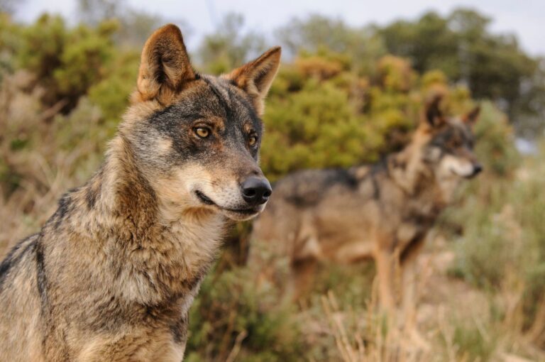 WWF adiverte de que la población de lobo está «estancada» en España y cree que debe volver a la protección especial