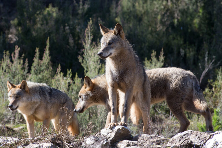 El Defensor del Pueblo recurre al TC la rebaja de protección del lobo que permite su caza