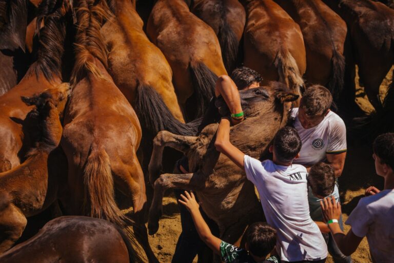 Sabucedo (Pontevedra) celebra su primera Rapa das Bestas como Bien de Interés Cultural