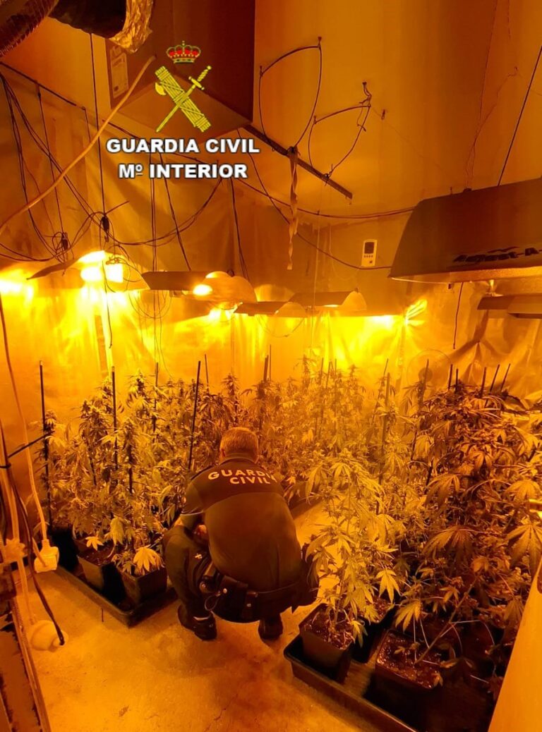 Investigan a un vecino de As Neves (Pontevedra) al que le incautaron más de 60 plantas de marihuana