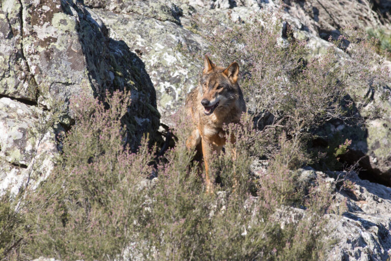La Xunta acusa al Gobierno de proteger al lobo por una cuestión «ideológica» que quiere «disimular con algo científico»