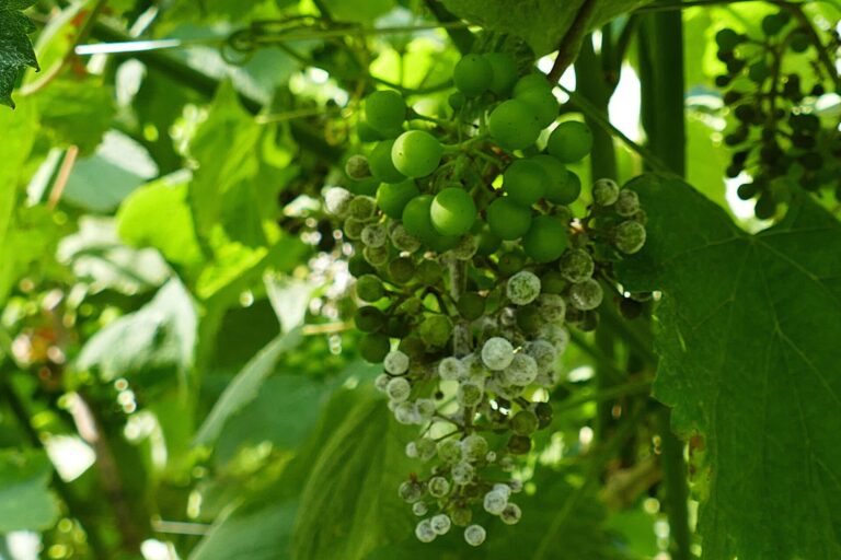 La Diputación de Pontevedra aconseja renovar el tratamiento contra el mildiu