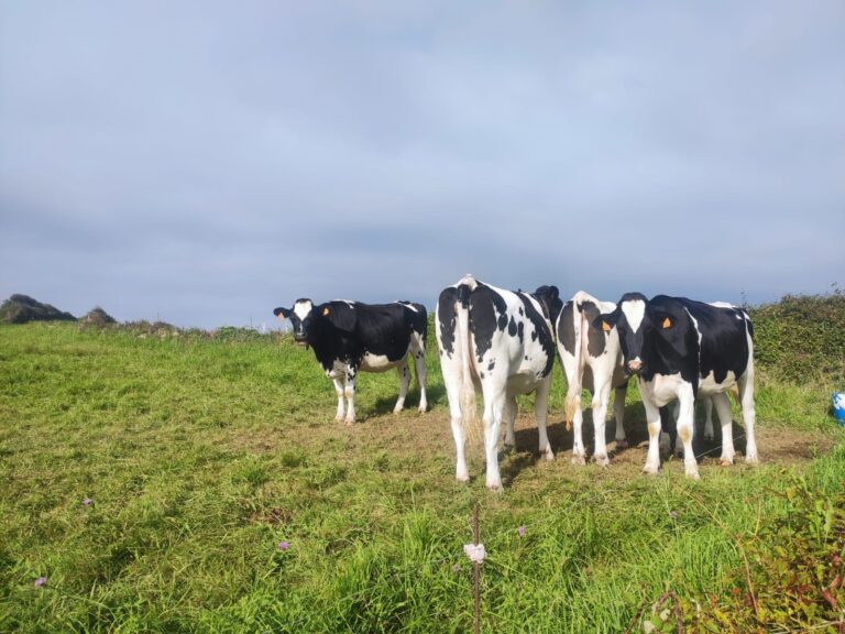 Rural.- El SLG urge al Observatorio Lácteo actuaciones «inmediatas» antes de la renovación de contratos en agosto