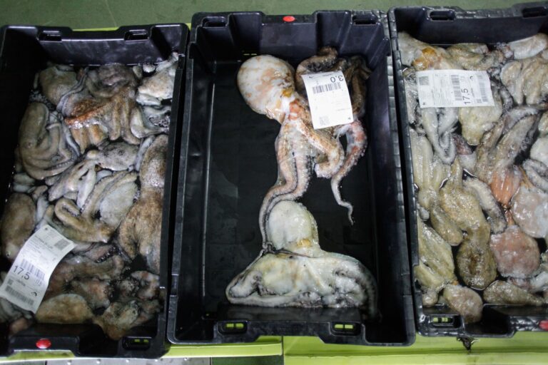 Pesca.- El primer mes de captura de pulpo tras su veda duplica la producción respecto al 2024 y deja 3,3 millones