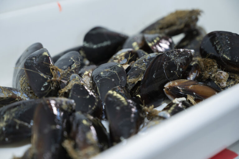 Pesca.- Más de 100 productores participan en los primeros talleres de Capacitex sobre el ciclo de la vida del mejillón