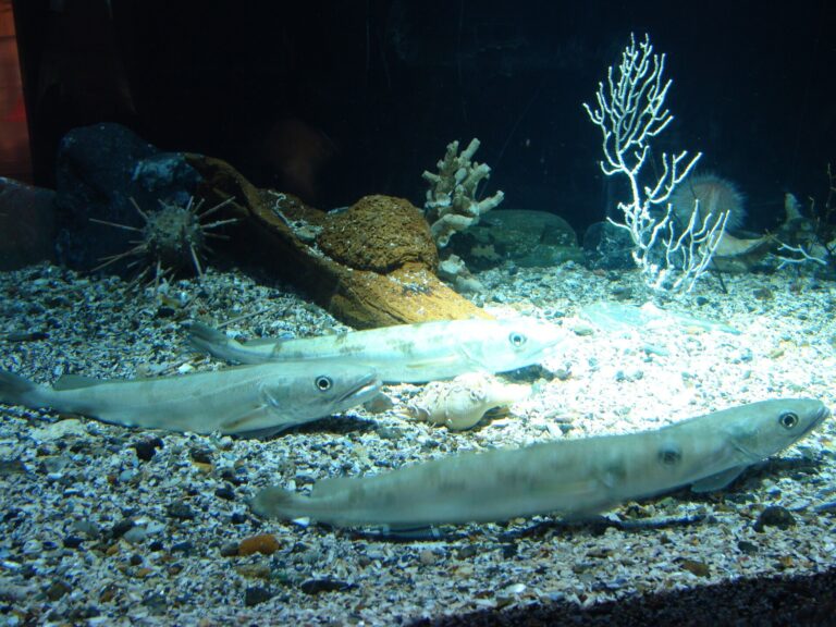 Pesca.- Un equipo de investigadores gallegos desvela los factores que determinan el sexo de la merluza