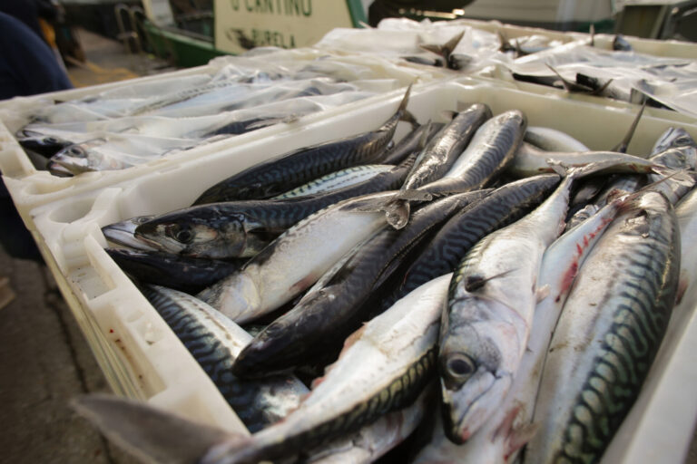 Pesca.- Un total de 192 buques de arrastre tendrán un 80% más de días de pesca por usar puertas voladoras