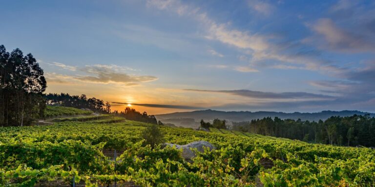 Rural.- El sector prevé una «gran vendimia» en las Rías Baixas, con 50 millones de kilos de uva, un 20% más