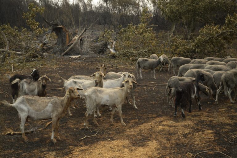 Rural.- Los fuegos de CyL, Asturias, Galicia y Extremadura afectan a especies y hábitats protegidos, según SEO/BirdLife