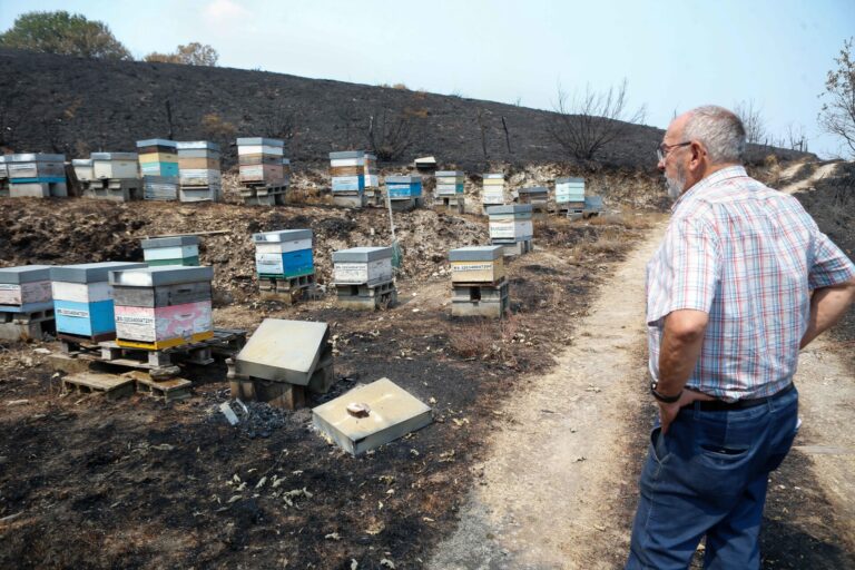 Rural.- La Xunta facilitará a apicultores afectados por los incendios el acceso grautito a parcelas del Banco de Tierras