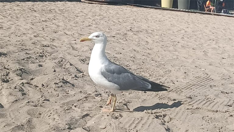 Detectados cinco nuevos focos de grive aviar en aves silvestres