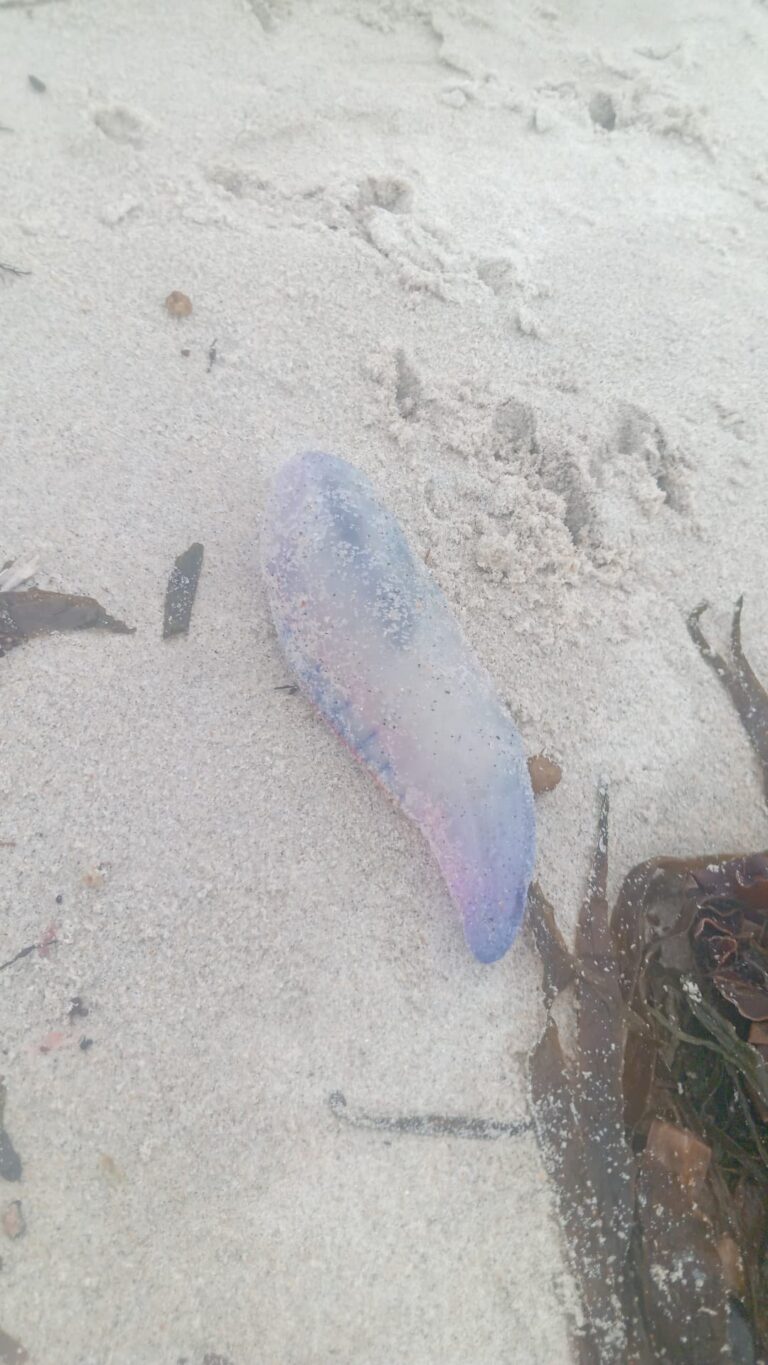 Bandera amarilla en playas de Sanxenxo por precaución ante la presencia de carabelas amarillas