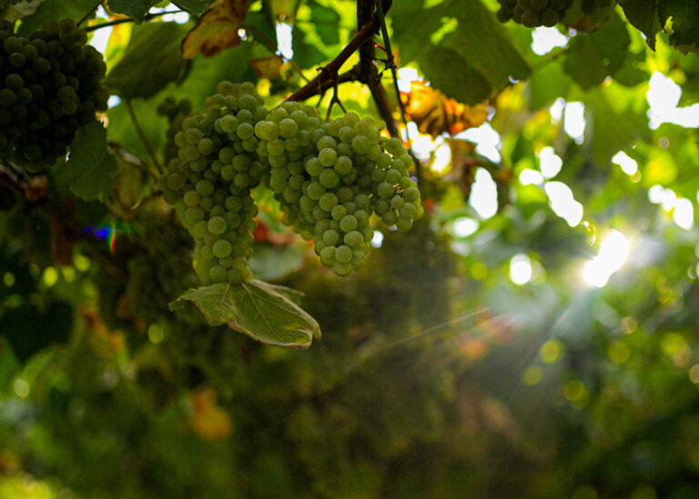 Rural.- La vendimia de albariño en la provincia de Pontevedra arranca con una cosecha «sana y abundante»