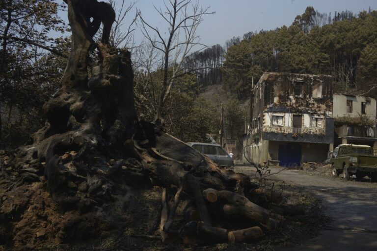 El impacto de los incendios condicionará la cosecha de castañas y olivos, con octubre y noviembre como meses clave