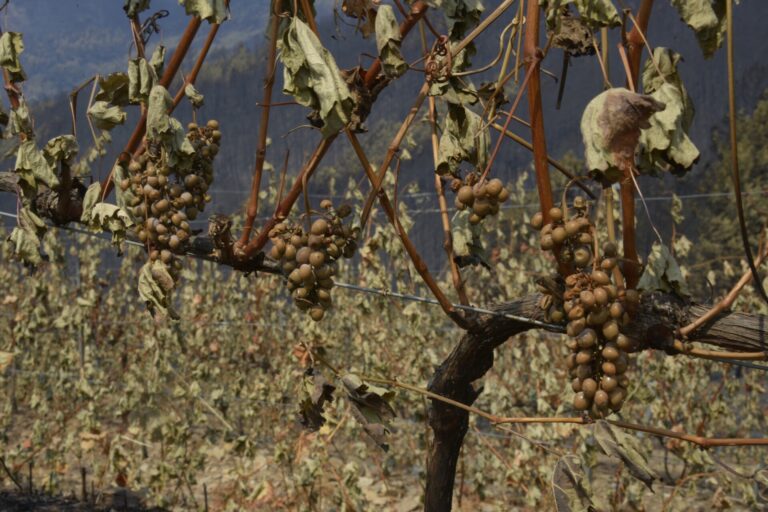 Rural.- Comienza la vendimia en Monterrei (Ourense) con la previsión de una cosecha «superior» al año anterior