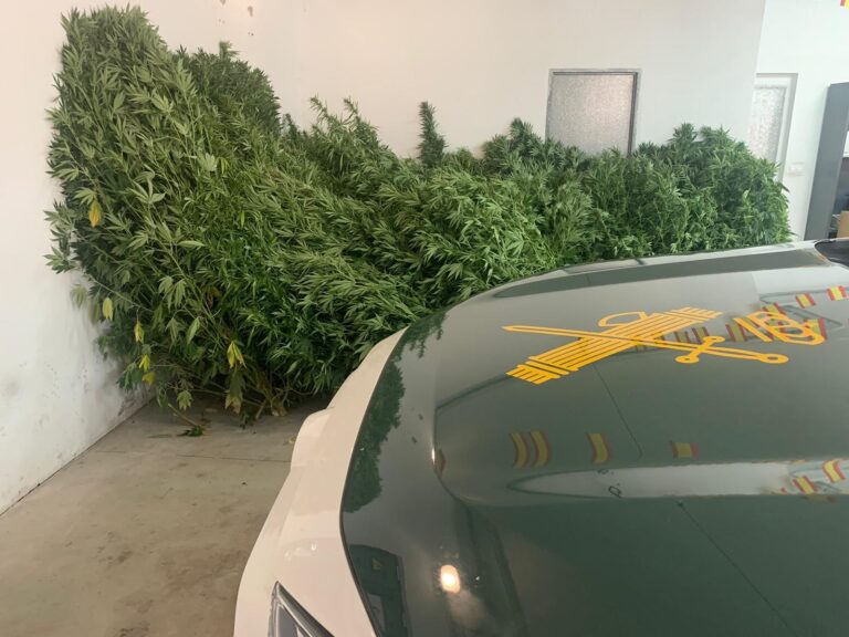 Investigado un vecino de Ribas de Sil (Lugo) en relación con 41 plantas de cannabis de entre 1,20 y 2 metros