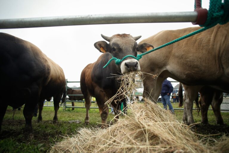 Unións Agrarias pide a la Xunta «flexibilidad» para la producción ecológica tras los incendios