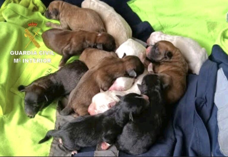 Investigado un vecino de Tomiño (Pontevedra) por supuestamente enterrar vivos a varios cachorros de perro