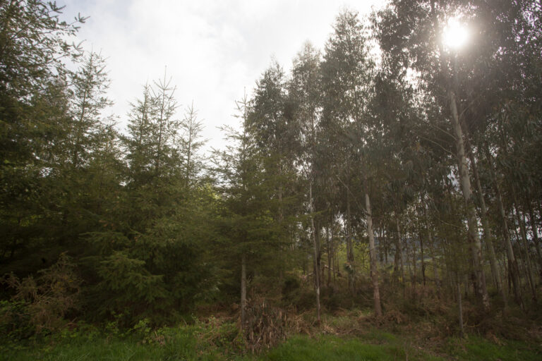 Rural.- Ence Terra supera los 2.000 asesoramientos a propietarios forestales en Galicia, Asturias y Cantabria