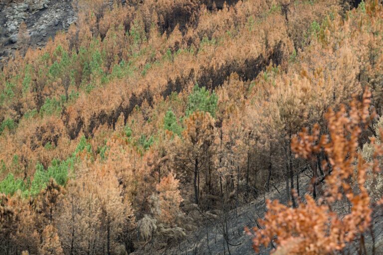 Rural.- La Xunta niega ausencia de prevención ante los incendios: «No se habla de lo que conseguimos salvar»