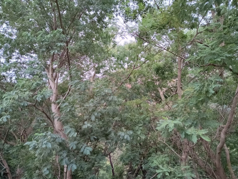 Investigadores vigueses alertan de que la invasión de acacias tiene consecuencias «críticas» en los bosques atlánticos