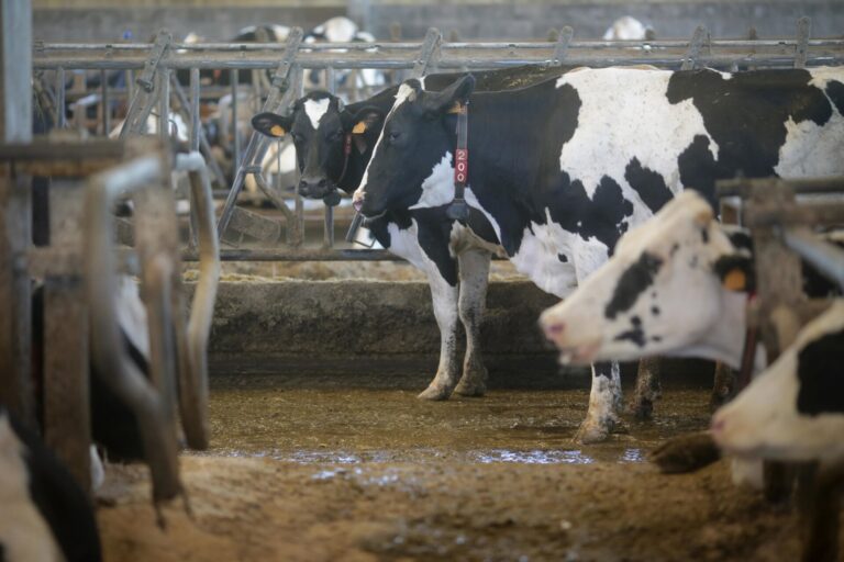 El Ministerio de Agricultura llama a vacunar contra la lengua azul: «No es obligatorio, pero es necesario»